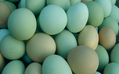 绿皮鸡蛋是怎么回事?为什么鸡蛋是绿壳的?[图]